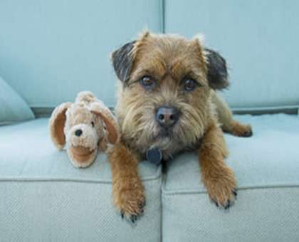 Dog showing the need for upholstery cleaning