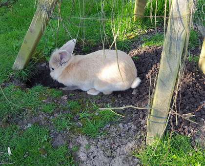 Dodford Children's Holiday Farm