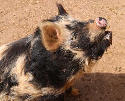 Dodford Children's Holiday Farm