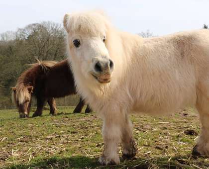 Dodford Children's Holiday Farm