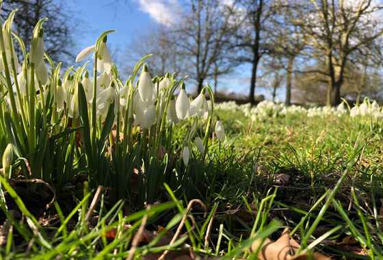 Hanbury Hall Snow Drops .jpg